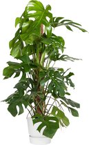 Monstera – Gatenplant (Monstera) met bloempot – Hoogte: 125 cm – van Botanicly