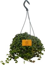 Hangplant – Kerstboom (Pilea Depressa) met bloempot – Hoogte: 25 cm – van Botanicly