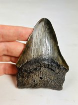 'Donkergroene' Megalodon tand "Overpowered Darkness" - 9,5 cm - (3,74 inch) (102 gram) | Topkwaliteit | Verzamelaars | Gevonden in Florida, VS | Perfect als cadeau voor de liefhebber of verzamelaar