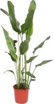 Bananenplant – Ravenala (Ravenala Madagascanriensis) – Hoogte: 230 cm – van Botanicly