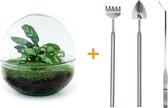 DIY Flessentuin met Glas nr.7 ong. 20 cm groot - Mini-ecosysteem voor jouw Urban Jungle van Botanicly