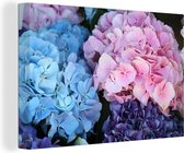 Canvas schilderij - Hortensia - Bloemen - Plant - Natuur - Schilderij bloemen - 60x40 cm - Foto op canvas - Muurdecoratie