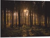 WallClassics - Dibond - Ondergaande Zon tussen de Bomen - 80x60 cm Foto op Aluminium (Wanddecoratie van metaal)