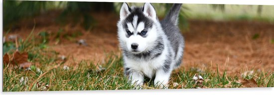 WallClassics - Dibond - Siberische Husky Pup Rennend door het Gras - 150x50 cm Foto op Aluminium (Met Ophangsysteem)