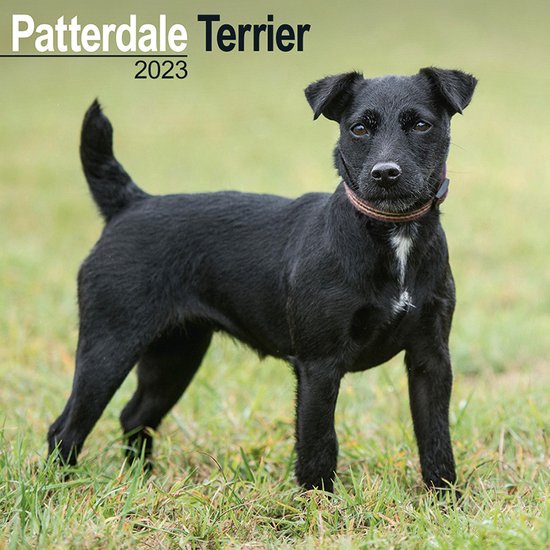 Patterdale Terrier Kalender 2023