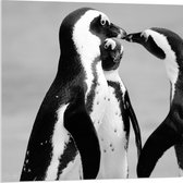 WallClassics - Acrylglas - Spelende Pinguïns Zwart / Wit - 80x80 cm Foto op Acrylglas (Met Ophangsysteem)