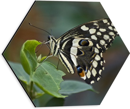 WallClassics - Dibond Hexagon - Zwart-Witte Vlinder op Groene Platn - 30x26.1 cm Foto op Hexagon (Met Ophangsysteem)