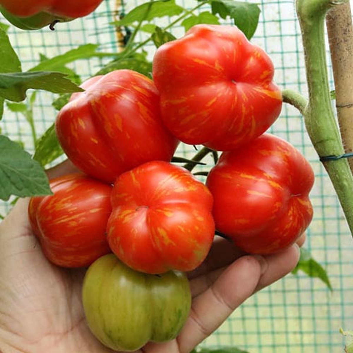 Tomaten zaden - Tomaat Striped Stuffer
