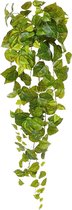 Maxifleur Pothos 90 cm coloré