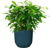 Ficus ‘Green Kinky’ in ELHO Vibes Fold sierpot (diepblauw) - Kwekerij J. de Groot - Groene plant- Hoogte  30 cm