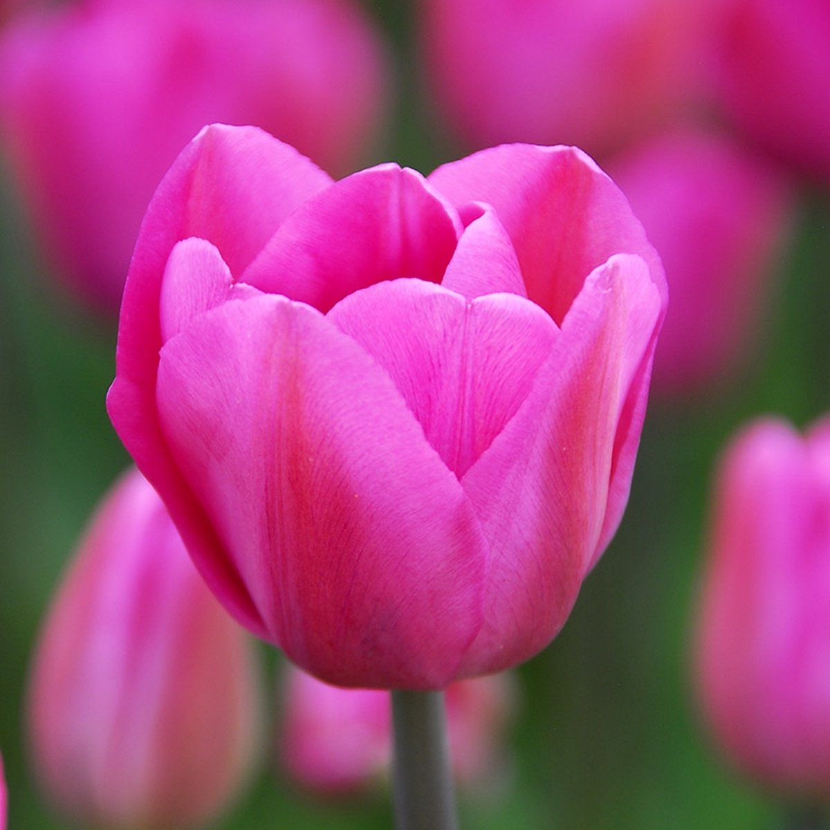 Grootverpakking Tulp Don Quichotte | 50 stuks | Roze | Tulpenbollen |