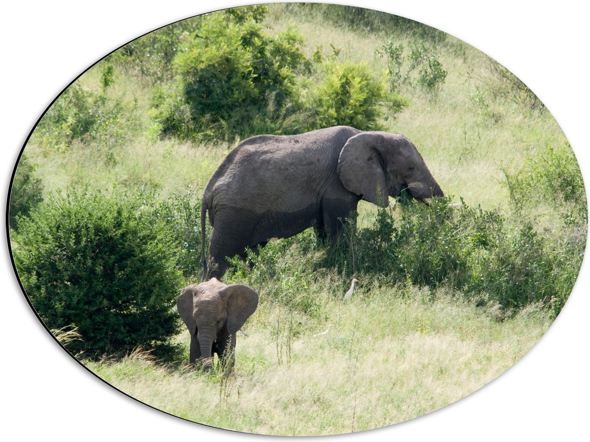 Dibond Ovaal - Moeder en Baby Olifant - 56x42 cm Foto op Ovaal (Met Ophangsysteem)