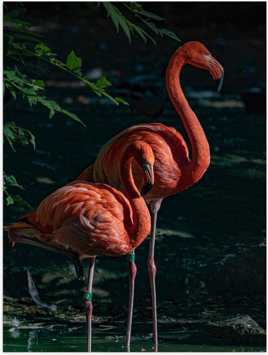 WallClassics - Poster Glanzend – Twee Flamingos in de Schaduw - 75x100 cm Foto op Posterpapier met Glanzende Afwerking