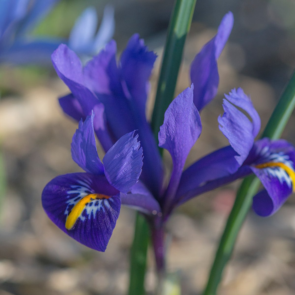 Iris reticulata Pixie | 15 stuks | Paars | Irisbollen
