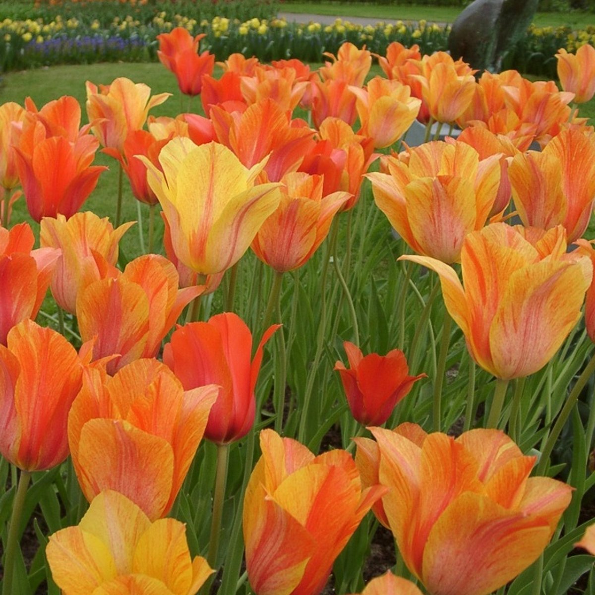 Tulp El Nino | 10 stuks | Enkel laat | Geel | Oranje | Tulpenbollen