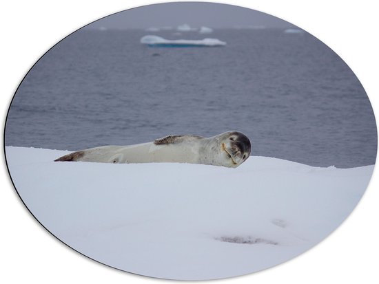 WallClassics - Dibond Ovaal - Zeehond Liggend in de Sneeuw - 80x60 cm Foto op Ovaal (Met Ophangsysteem)