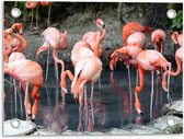 Tuinposter – Roze Flamingo's in Water - 40x30cm Foto op Tuinposter  (wanddecoratie voor buiten en binnen)
