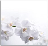 Schilderij - Witte orchidee , 2 maten , zwart wit (wanddecoratie)