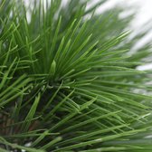 Pinus kunstbonsai 3 bollen 60 cm UV