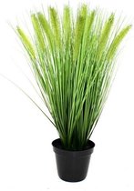 Pennisetum Pluimgras 50cm in pot 12cm