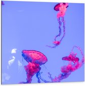 Dibond - Roze Kwallen - 100x100cm Foto op Aluminium (Met Ophangsysteem)