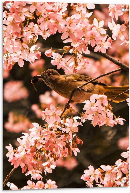 Tuinposter – Bruine Vogel in Bloesemboom - 60x90cm Foto op Tuinposter  (wanddecoratie voor buiten en binnen)