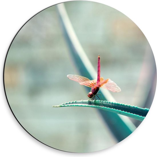 Dibond Wandcirkel - Libelle op Plant  - 30x30cm Foto op Aluminium Wandcirkel (met ophangsysteem)