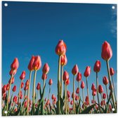 Tuinposter – Roze Tulpen in het Veld - 80x80cm Foto op Tuinposter  (wanddecoratie voor buiten en binnen)