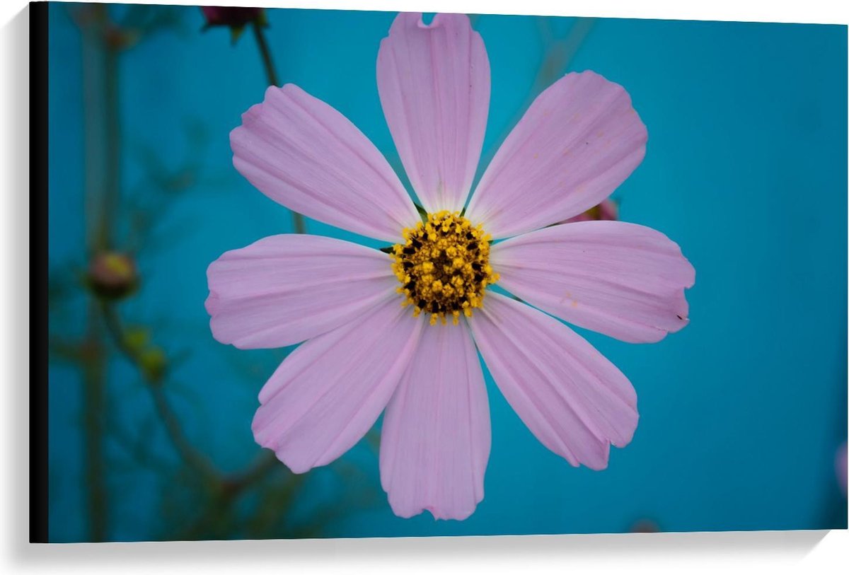 KuijsFotoprint Canvas - Roze fleurige Bloem - 90x60cm Foto op Canvas Schilderij (Wanddecoratie op Canvas) Blauw