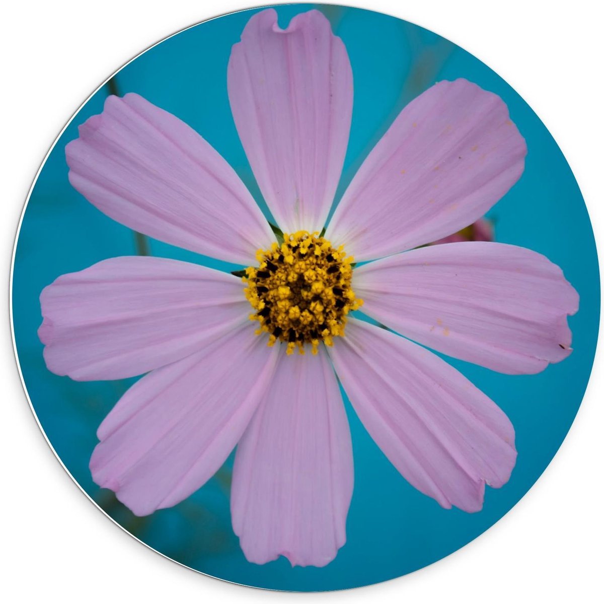 KuijsFotoprint Schilderij - Fleurige Bloem - Blauw En Roze - 70 X 70 Cm
