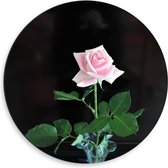 Dibond Wandcirkel - Mooie Roze Roos - 50x50cm Foto op Aluminium Wandcirkel (met ophangsysteem)