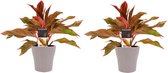 Kamerplanten van Botanicly – 2 × Aglaonema incl. taupe sierpot als set – Hoogte: 25 cm