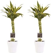 Kamerplanten van Botanicly – 2 × Drakenboom incl. sierpot wit als set – Hoogte: 45 cm – Dracaena Sandriana