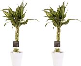 Kamerplanten van Botanicly – 2 × Drakenboom incl. sierpot wit als set – Hoogte: 45 cm – Dracaena Sandriana Victory