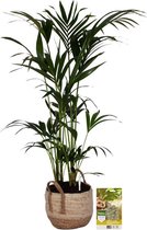 Pokon Powerplanten Kentia Palm 125 cm ↕ - Kamerplanten - in Pot (Zeegras Mand) - Howea Forsteriana - met Plantenvoeding / Vochtmeter