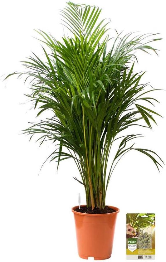 Pokon Powerplanten Areca Palm 110 cm ↕ - Kamerplanten - Planten voor Binnen - Goudpalm - met Plantenvoeding / Vochtmeter