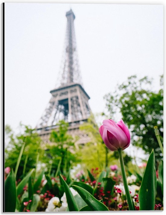 Dibond - Roze Tulp voor Franse Eiffeltoren  - 30x40cm Foto op Aluminium (Met Ophangsysteem)