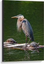 Canvas  - Reiger - 60x90cm Foto op Canvas Schilderij (Wanddecoratie op Canvas)