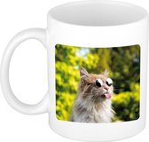 Dieren foto mok gekke poes - katten beker wit 300 ml