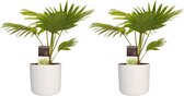 Kamerplanten van Botanicly – 2 × Waaierpalm incl. witte cilindrische sierpot als set – Hoogte: 45 cm – Livistona Rotundifolia