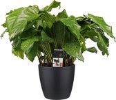 Kamerplant van Botanicly – Marantaceae incl. sierpot zwart als set – Hoogte: 50 cm – Calathea Musaica Network