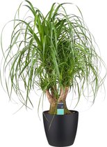 Hellogreen Kamerplant - Beaucarnea Olifantenpoot - Vertakt - 100 cm - Elho Brussels zwart