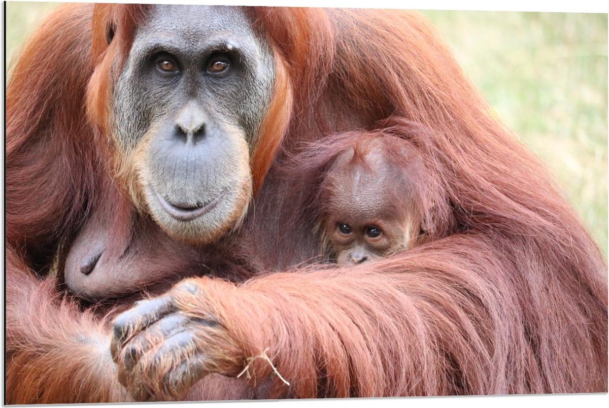 Dibond - Orang-Oetang met Baby Aapje - 90x60cm Foto op Aluminium (Wanddecoratie van metaal)