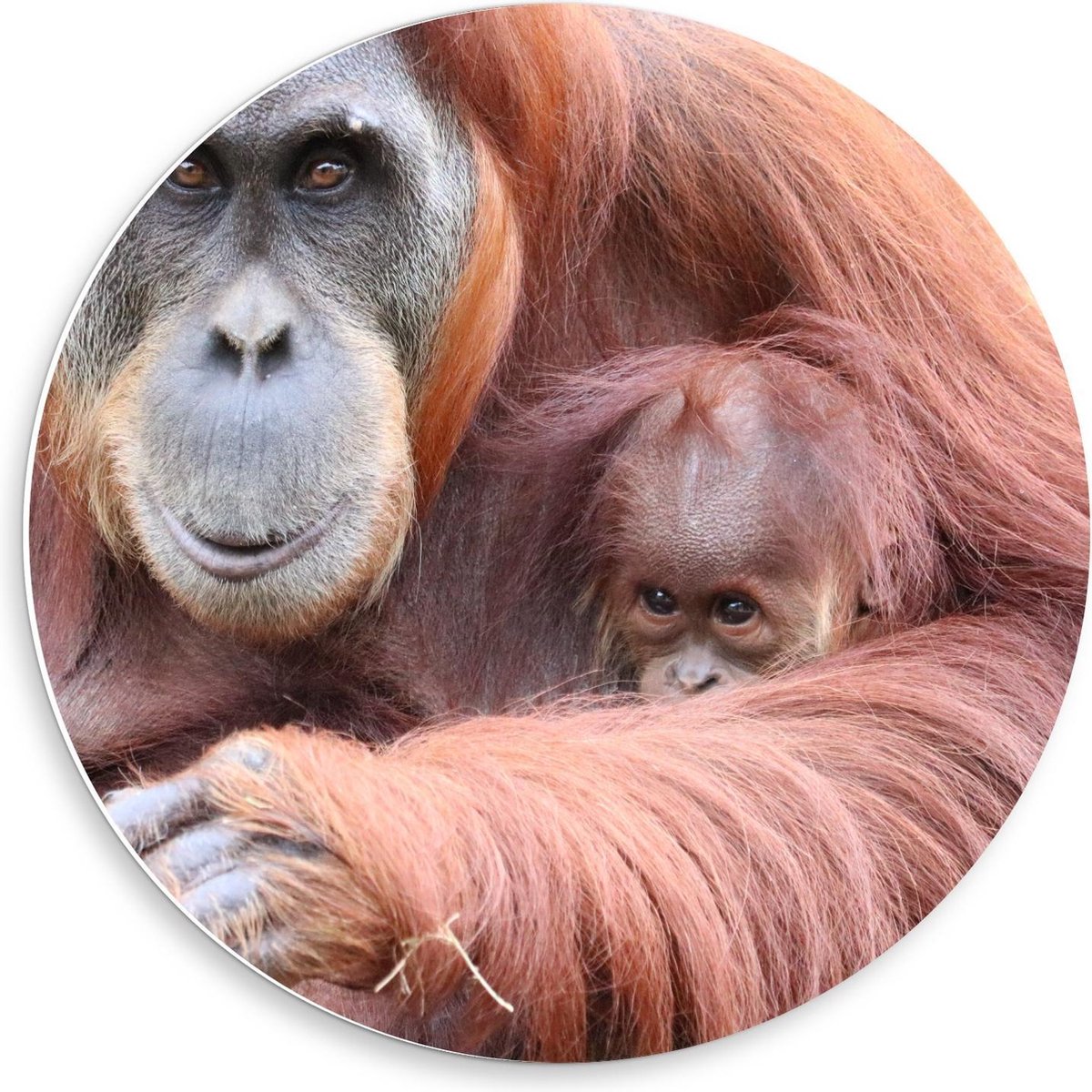 Forex Wandcirkel - Orang-Oetang met Baby Aapje - 50x50cm Foto op Wandcirkel (met ophangsysteem)