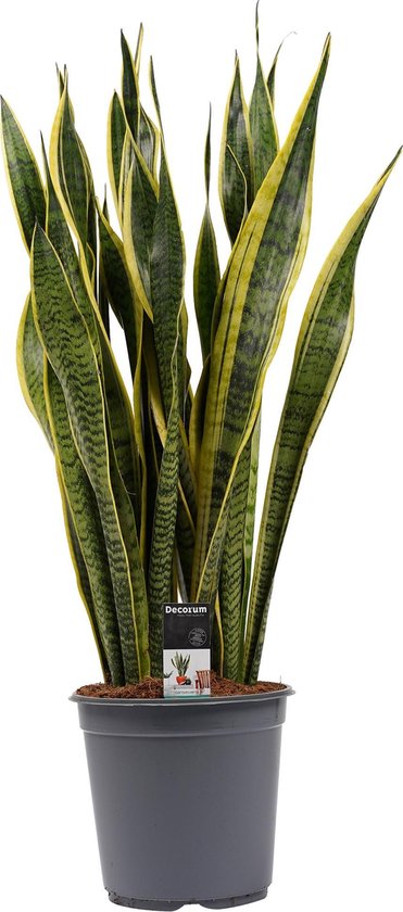 Sansevieria Laurentii - Hoogte 85cm Potmaat 24 - Bektas Plants