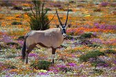 Plexiglas Schilderij Oryx