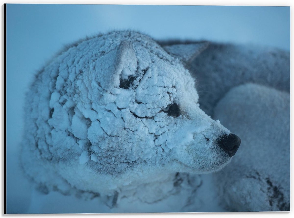 Dibond - Besneeuwde Wolf - 40x30cm Foto op Aluminium (Wanddecoratie van metaal)