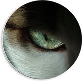 Forex Wandcirkel - Oog van Kat - 40x40cm Foto op Wandcirkel (met ophangsysteem)