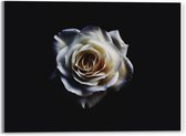 Acrylglas - Witte Roos op Zwarte Achtergrond  - 40x30cm Foto op Acrylglas (Wanddecoratie op Acrylglas)