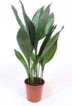 Kamerplant van Botanicly – Kwartjesplant – Hoogte: 95 cm – Aspidistra